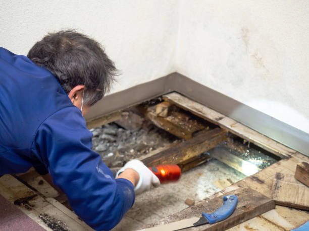 Best Affordable Mold Removal  in Nederland, TX