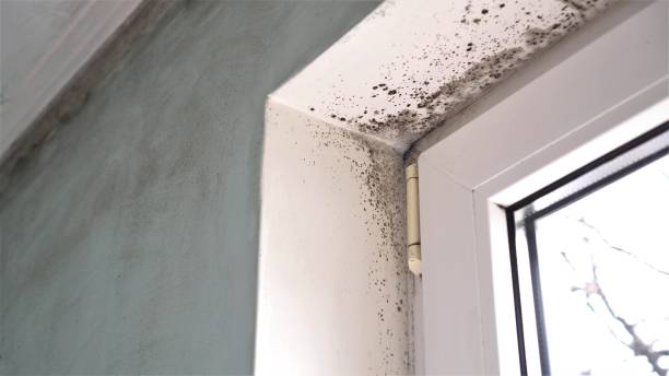 Best Mold Removal Company Near Me  in Nederland, TX