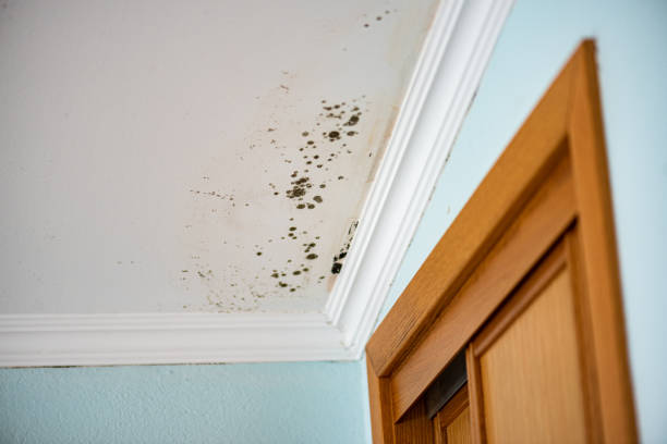 Best Fast Mold Removal  in Nederland, TX