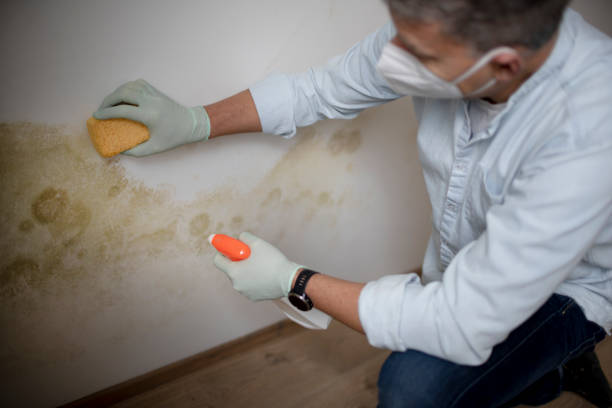 Best Best Mold Removal Companies  in Nederland, TX