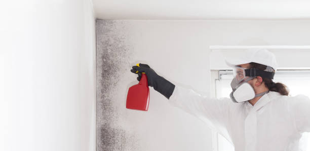 Best Mold Cleaning Services  in Nederland, TX