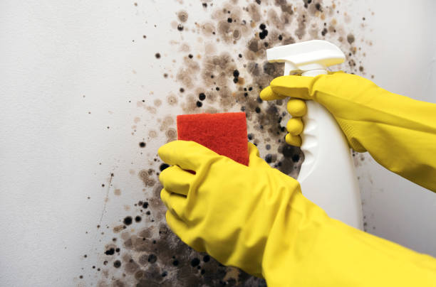 Best Professional Mold Removal  in Nederland, TX