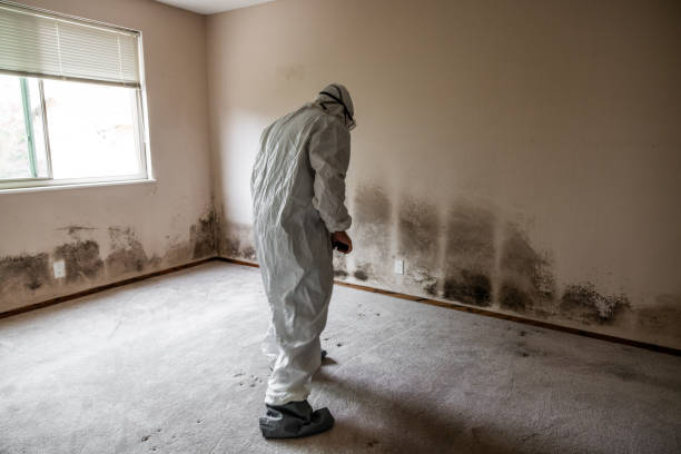 Best Emergency Mold Removal  in Nederland, TX