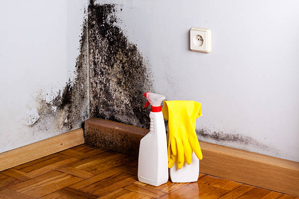 Best Mold Remediation  in Nederland, TX