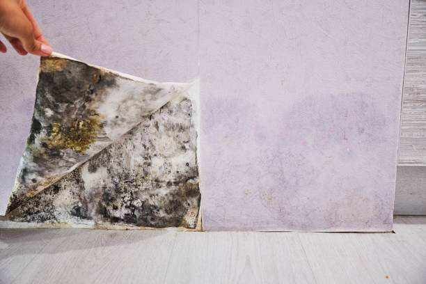 Best Mold Removal Specialists  in Nederland, TX